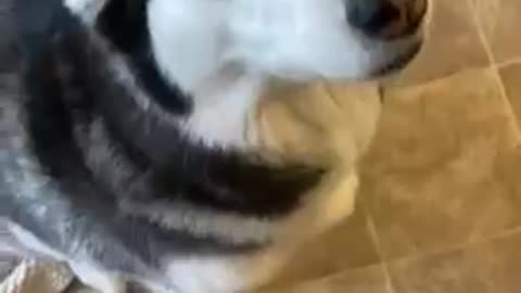 Guilty Husky tries to blame other 🐶 dog