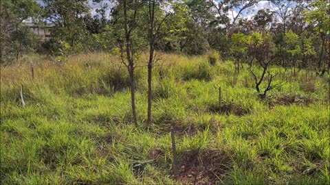 Relatório Parque das Sucupiras - Março 2021 - Setor Sudoeste - Brasília