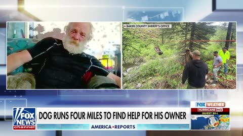 Dog saves owner after truck drives off a cliff Fox News