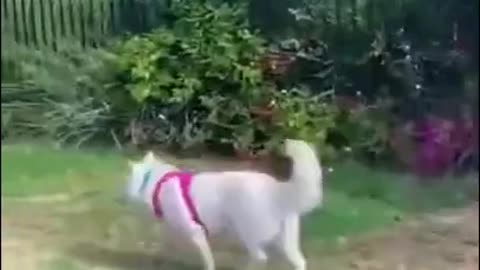 Hapy and Dancing Dog