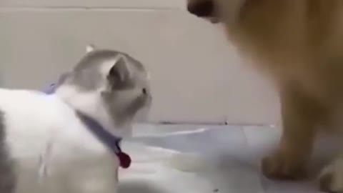 Cat funny video 😂😂😂