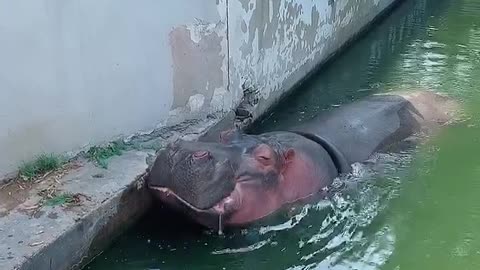 playful hippopotamus appetite