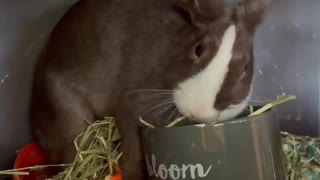 Bunny digs into her hay bowl! :0
