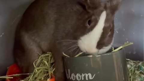 Bunny digs into her hay bowl! :0