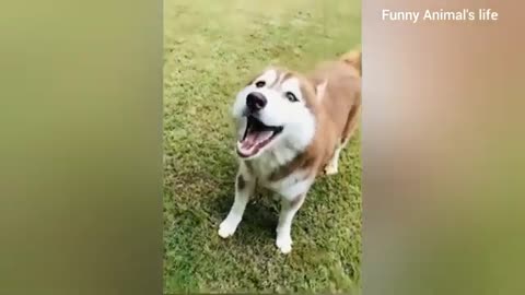 Funny cat and dog