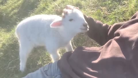 cute-lamb-needs-attention