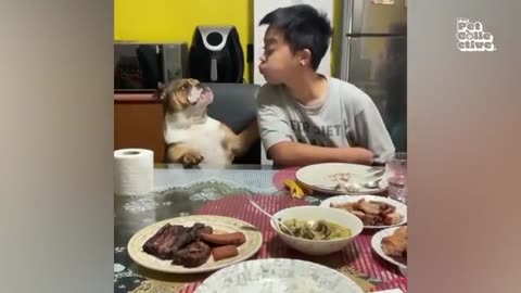 Funny animal videos