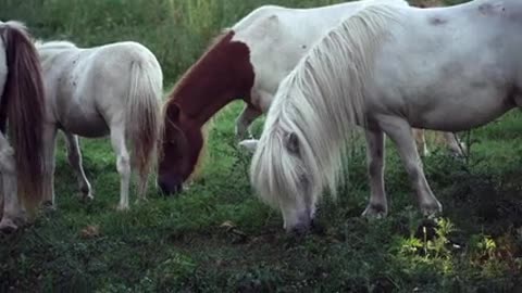 Very nice animals video horse 🐴