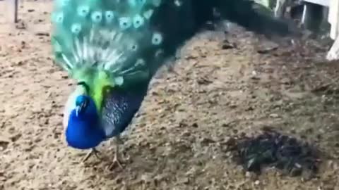 Beautiful peacocks dance