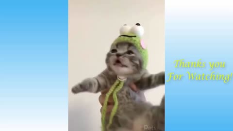 Top Funny Cat Videos Of The Weekly - Try Not To Laugh 1080p