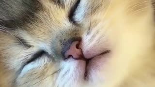 Look at his mouth Follow us for more ideas of funny cute cat videos and high quality cat products.