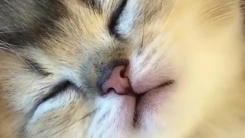 Look at his mouth Follow us for more ideas of funny cute cat videos and high quality cat products.