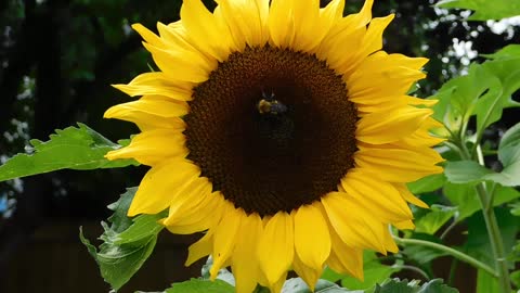 sunflower and bee. Nature