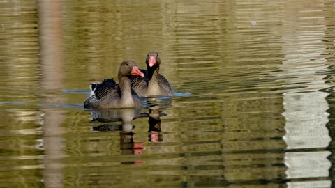 do you like geese? so watch two geese in slow motion on the lake