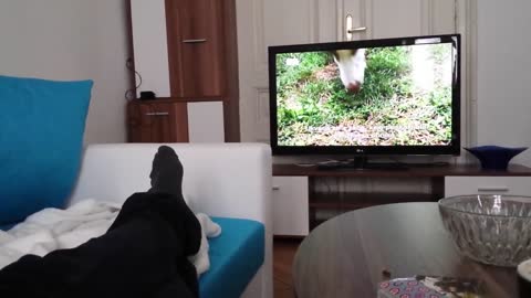 Cat watching TV like a lazy human