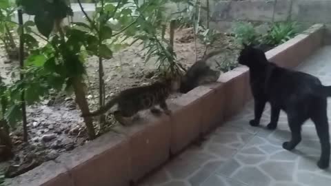 Mom Cat Talking To Her Kittens