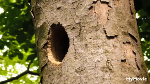 Bird Woodpecker Vs Snake On The Tree