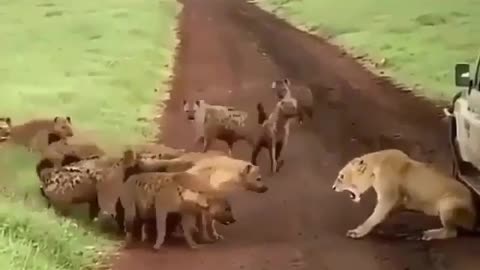 LION VS COYOTE BAND! Sound on! “This is so awesome. Who are you rooting for?