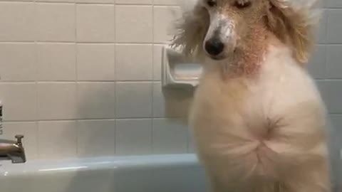 White poodle in bathtub getting hair blow dried