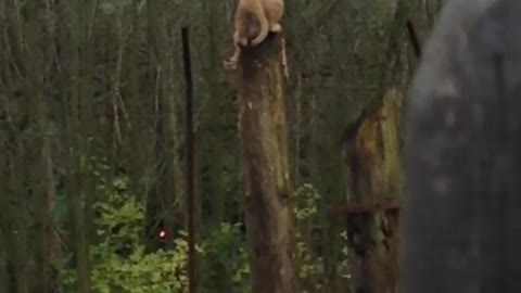 Two mountain lion cubs in back yard