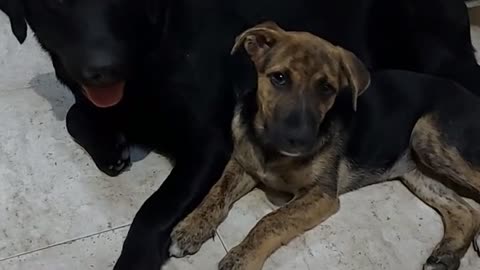 Two dogs show love to each other.