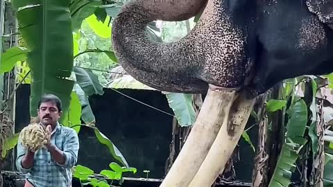 Indian Elefant