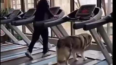 Dog walking on treadmil funny video