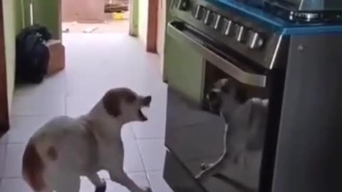 funnyvideos animals viral pet cat dog foryou