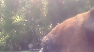 Brown dog howling loudly outside yard