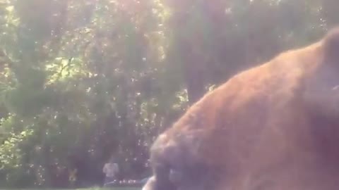 Brown dog howling loudly outside yard