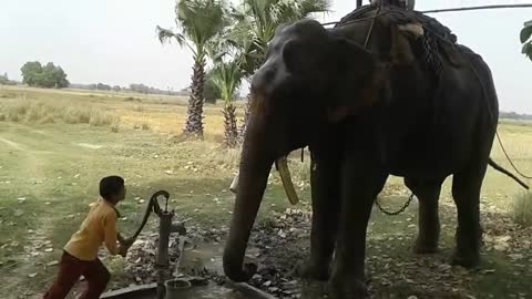 Elephant Drinking Water by hand Pump