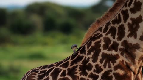 Amzaing portrait of giraffe eating with little birds landing on his neck