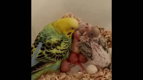 Parakeet Nest