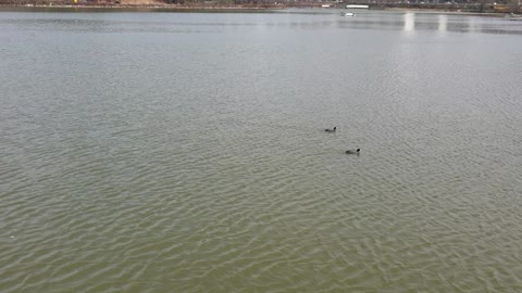 Duck is playing on the lake.