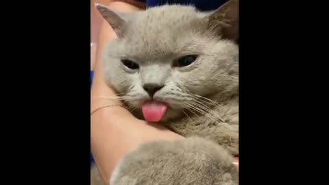 Funniest Cats 😹 - Don't try to hold back Laughter 😂 - Funny Cats Life