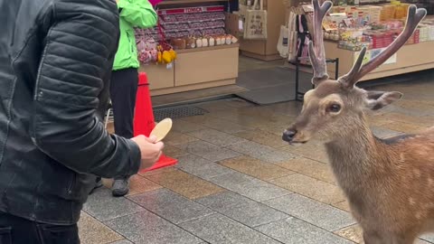 Japanese Deer Bows Before Cakes