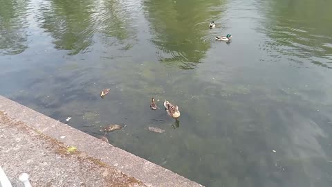 Duck Family at the Park