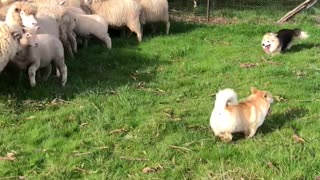 Determined Borgi Herds Sheep Like A Pro