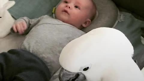 Cockatoo And Baby Boy Do Everything T...
