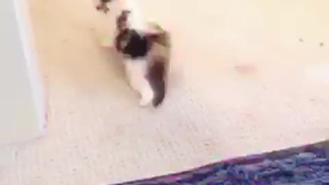 Lil cat 🐈 dancing