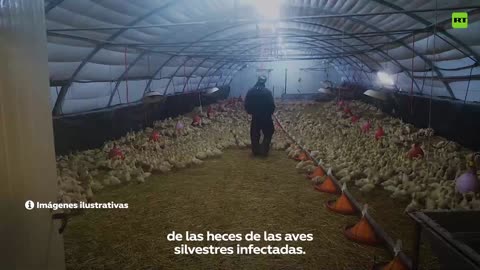 milioni di polli sono stati macellati in Francia per l'influenza aviaria dalla fine di novembre 2021, nel mezzo della "peggiore crisi dell'influenza aviaria della Francia", secondo il Ministero dell'Agricoltura francese.
