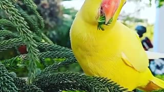 more than more beautiful parrot