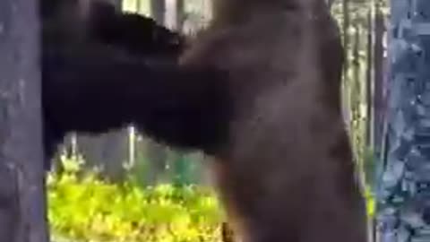 A fierce fight between two bears over hunting wildlife animals | #shorts video by : naturepredators