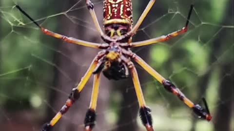 Golden orb Weaver spider eats a yellow fly