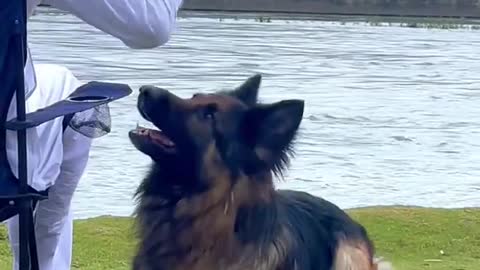 German shepard dog training