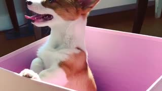 Brown and white corgi puppy stuck in pink box