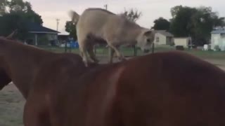 Playful baby goats jump onto back of patient horse