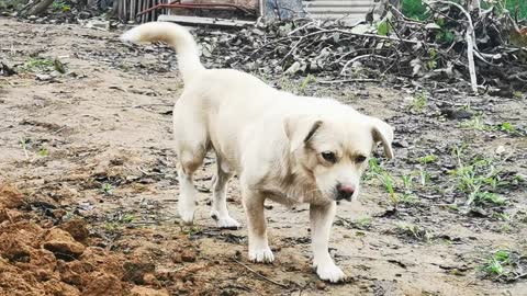 The dog was abandoned by its owner