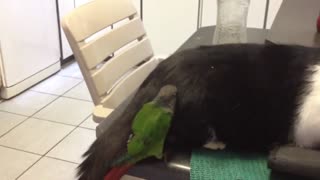 Gato disfruta ser masajeado por un pájaro