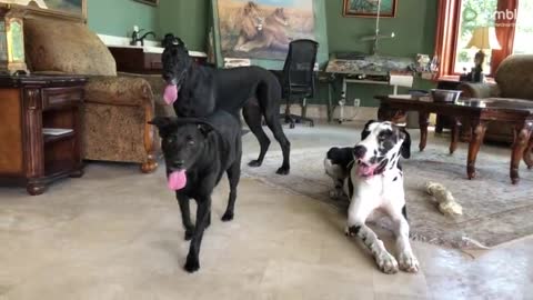 Great Danes Smile for group photo